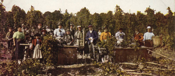 Hop pickers, hop harvest