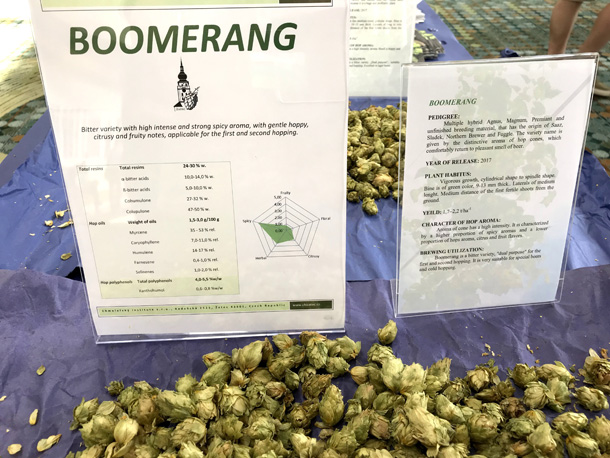 Boomerang - a new hop from the Czech Republic