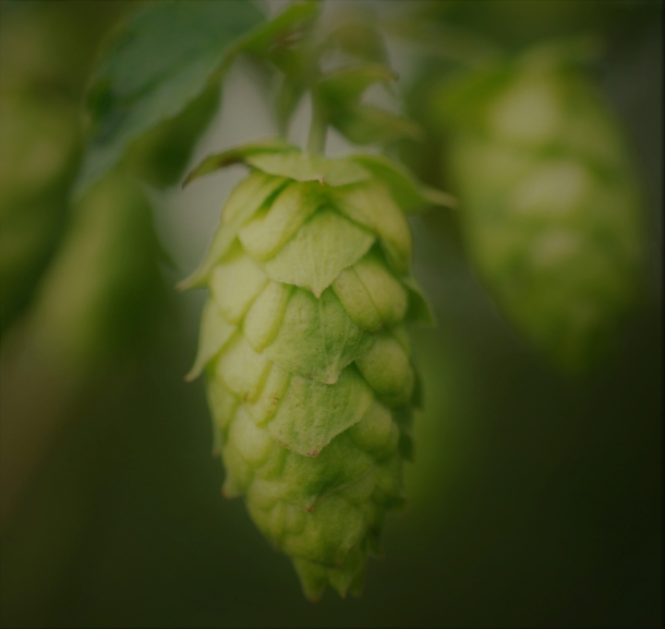 Humulus lupulus, hop