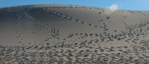 Footsteps at Death Valley