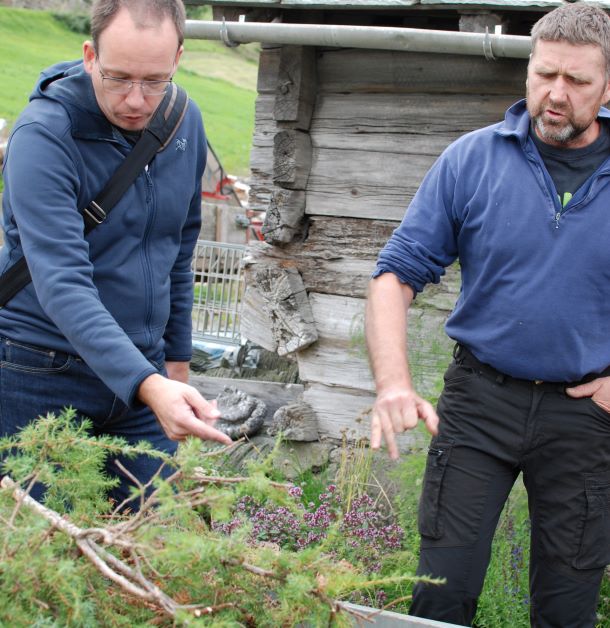 Lars Grashol examines juniper