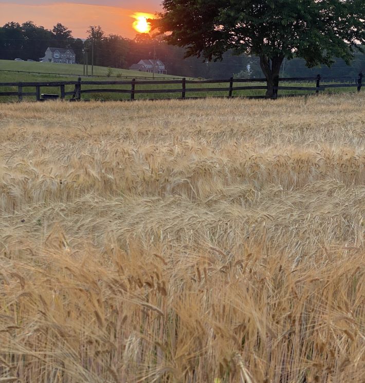Sun setting over estate grown barley at Wheatland Spring Farm+Brewery