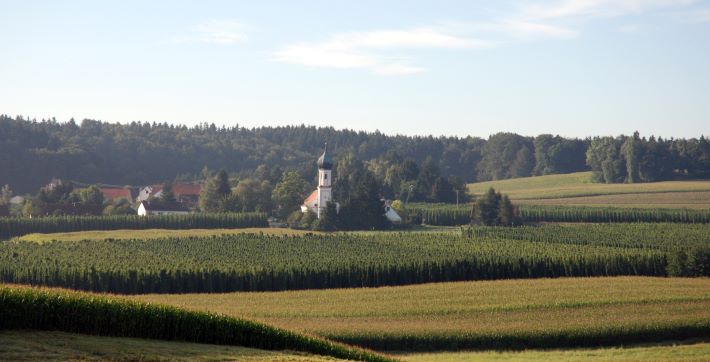 Morning in the Halltertau region of Germany. Hops and corn that will soon be harvested