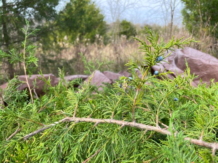 Finding cedar for Narrow Path Brewing A Better Burden