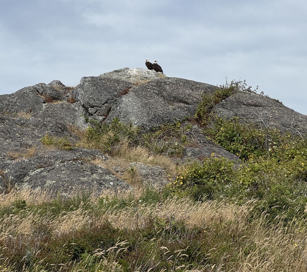 Two eagles, spotted on San Juan Island