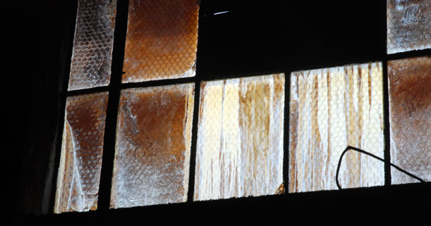 Windows at Louis Mueller's in Taylor, Texas