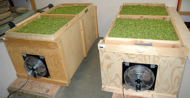Drying hops at Christ in the Desert, New Mexico