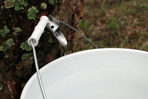 Birch sap tapped - will end up in Scratch Brewing beer