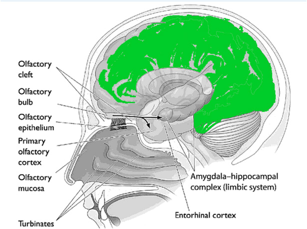 This is your brain on hops