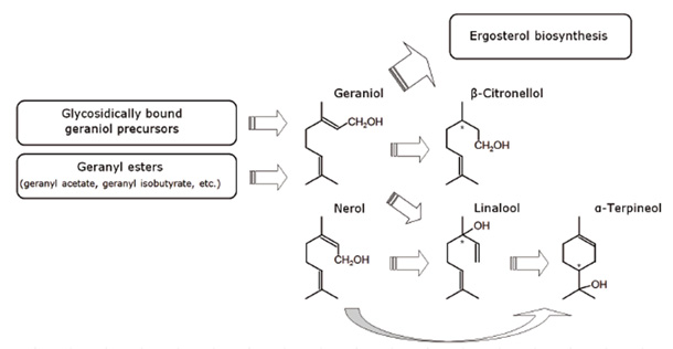 Biotransformation of hop compounds